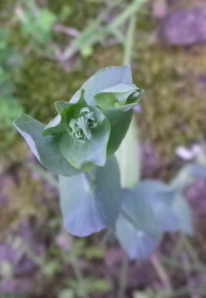 Tutto di colore verde - Blackstonia perfoliata